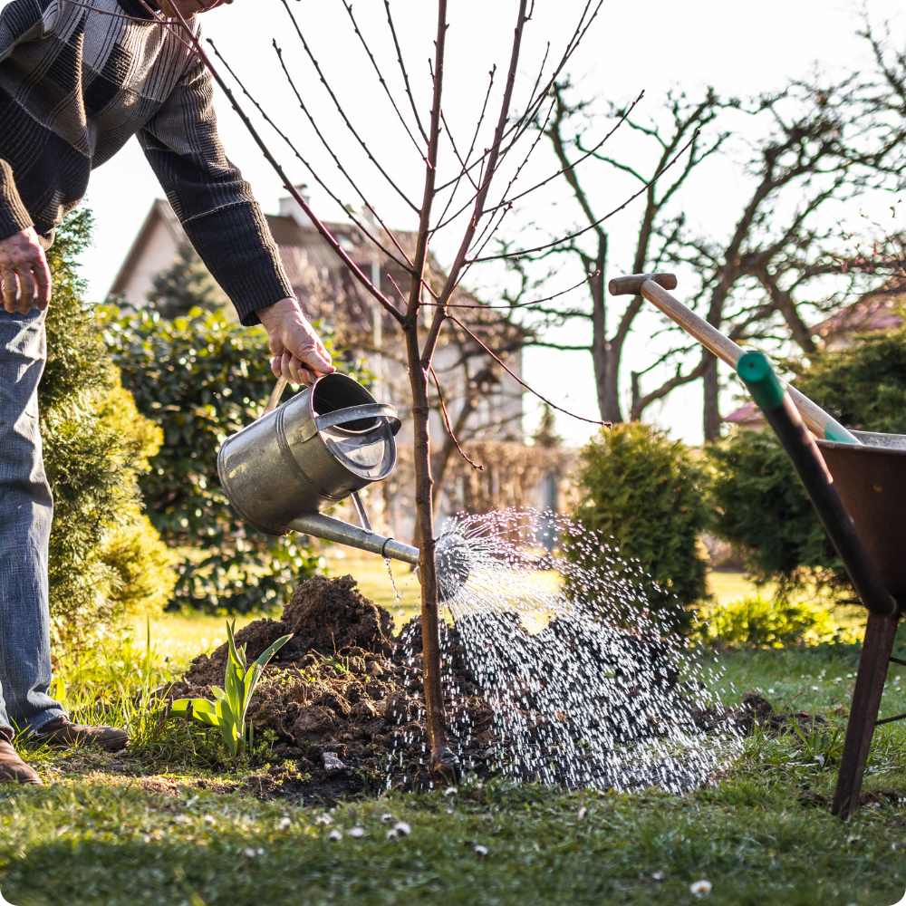 Quand Planter un Cerisier : Guide Complet pour une Plantation Réussie