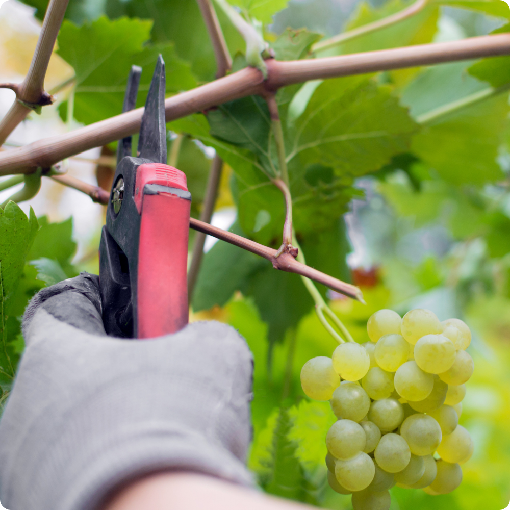 Quand et Comment Tailler une Vigne ? Guide Pratique pour une Récolte Abondante