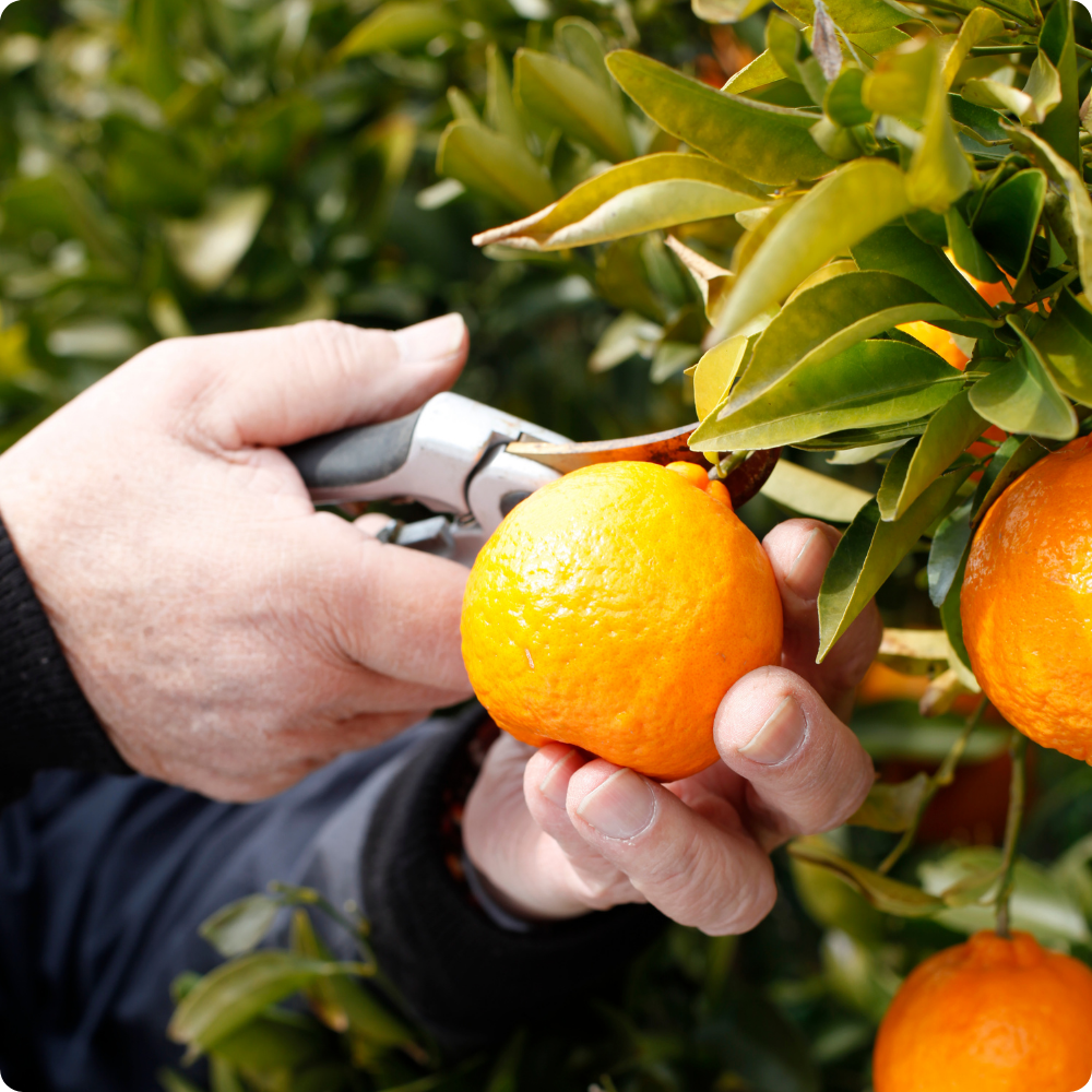 Comment Tailler un Mandarinier ? Guide Complet pour un Arbre en Bonne Santé