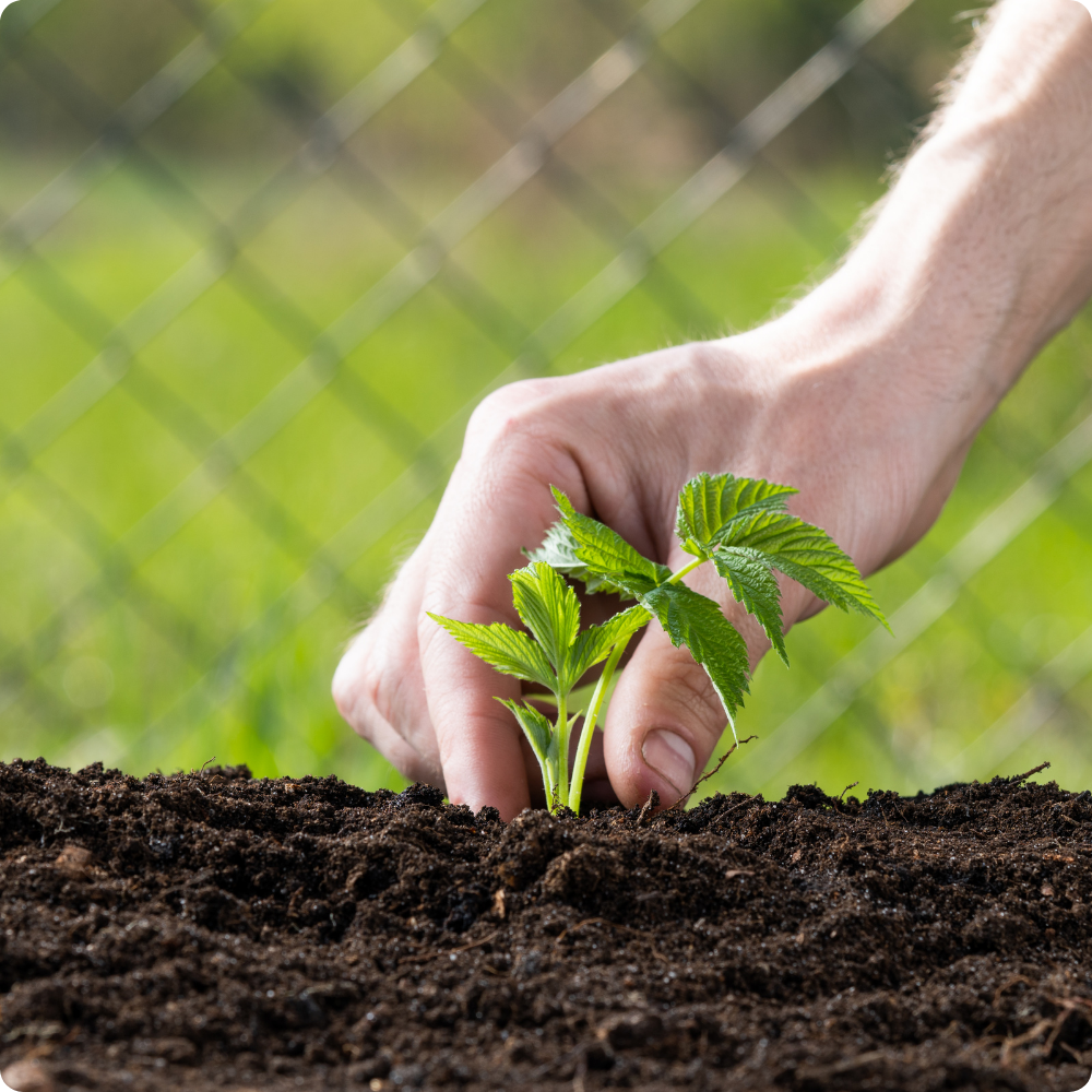 Quand Planter les Framboisiers ? Conseils Pratiques pour Débutants