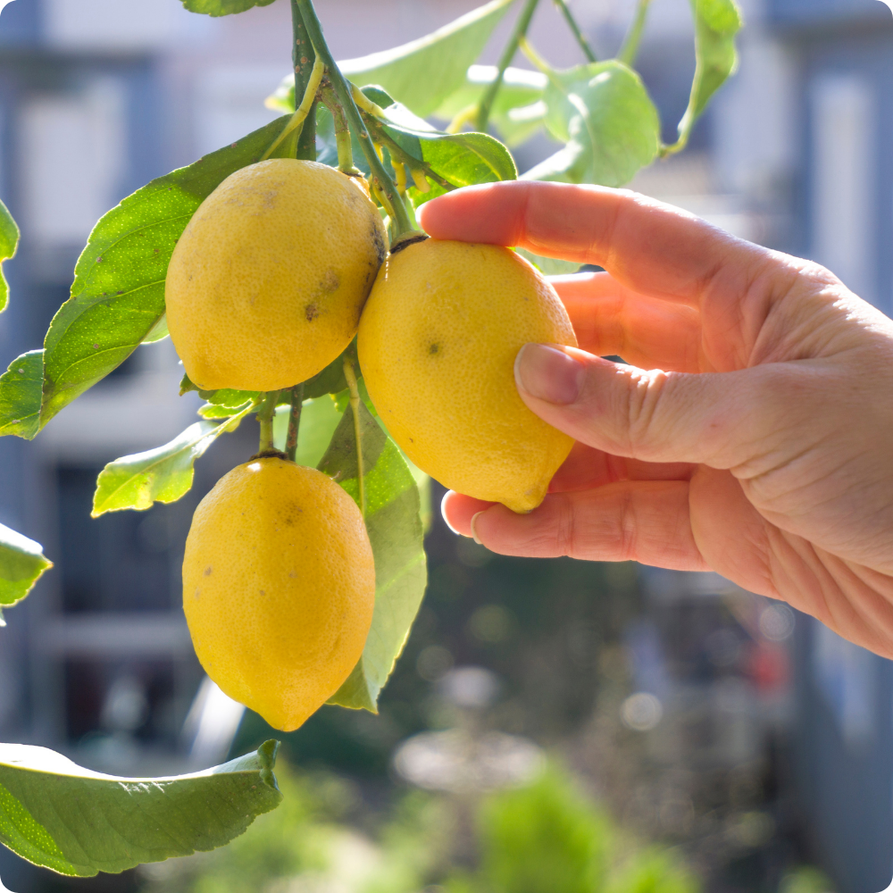 Quand Tailler un Citronnier ? Guide Complet pour un Entretien Optimal