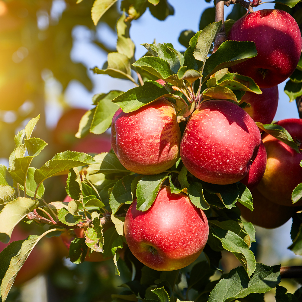 Collection de pommiers, arbres fruitiers robustes pour des pommes croquantes et délicieuses