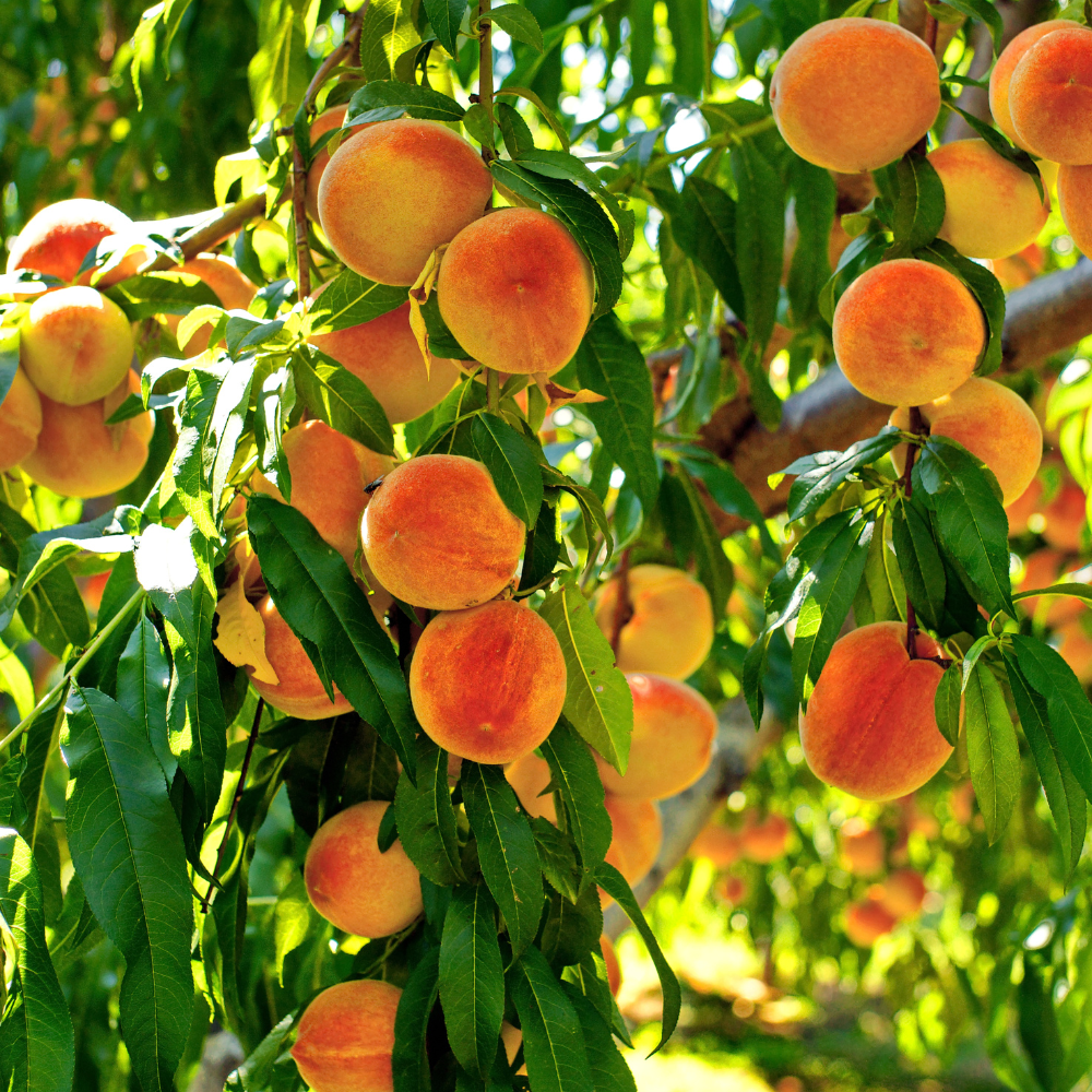 Collection de pêchers, arbres fruitiers robustes prêts à offrir des pêches sucrées et juteuses