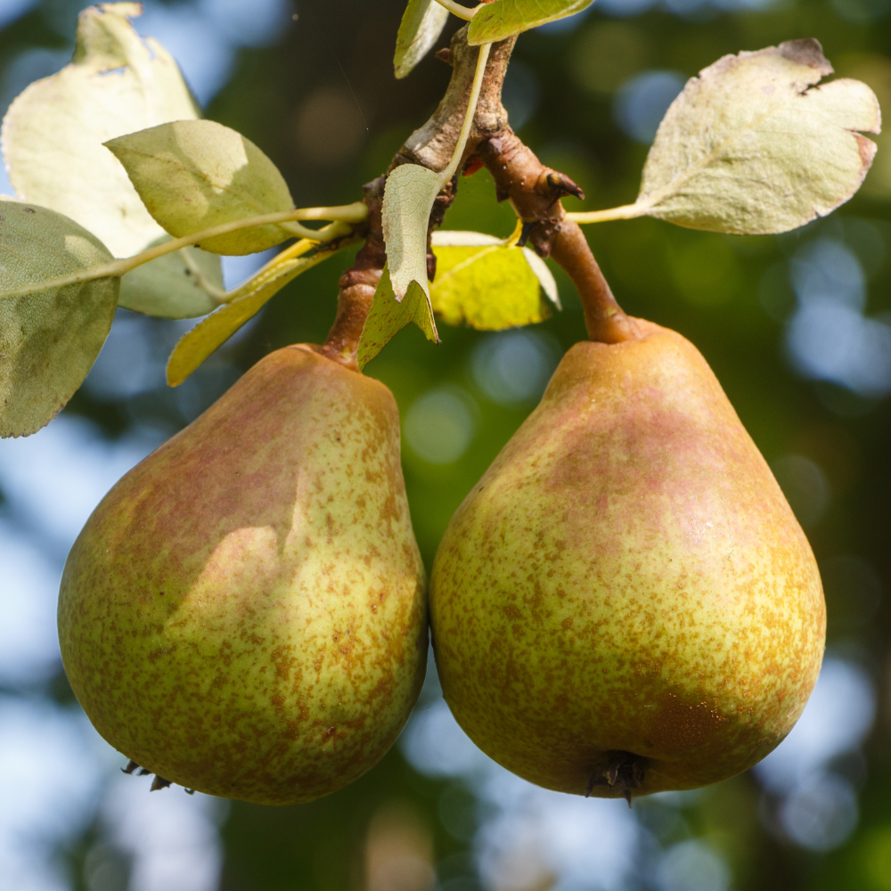 Collection de poiriers, arbres fruitiers gracieusement prêts à produire des poires juteuses