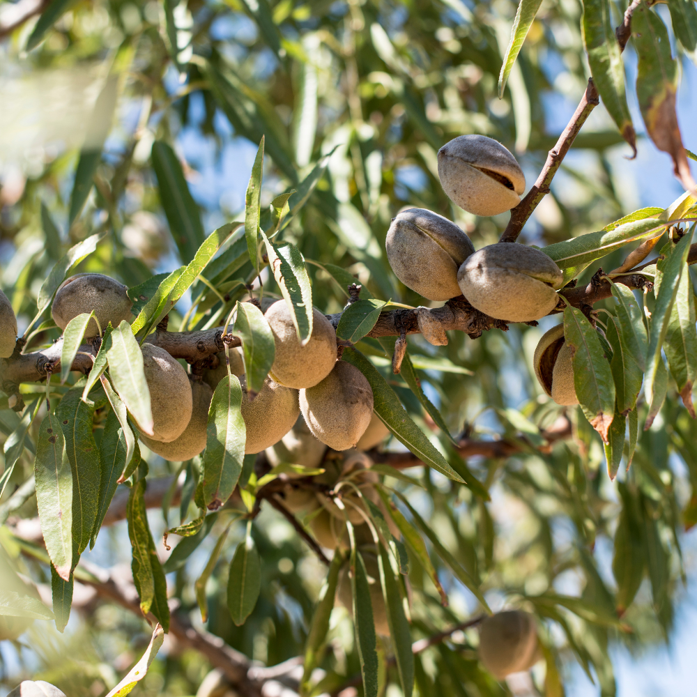 Collection d'amandiers, arbres fruitiers robustes prêts à produire des amandes croquantes et savoureuses