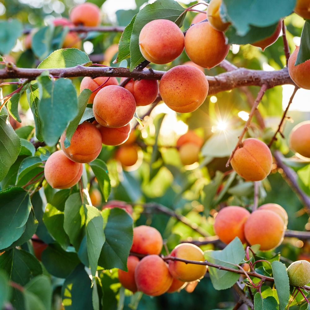 Collection d'abricotiers, arbres fruitiers robustes prêts à produire des abricots savoureux.