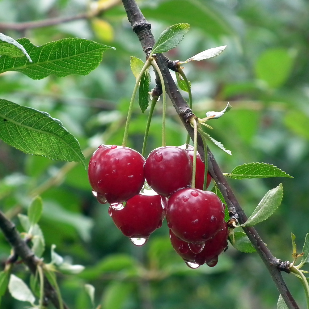 Collection de cerisiers, arbres fruitiers élégants pour des cerises juteuses et savoureuses