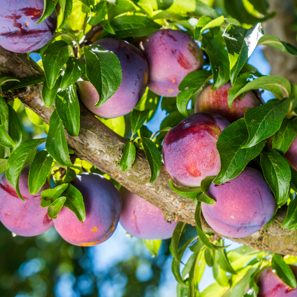 Collection de pruniers, arbres fruitiers robustes pour des prunes savoureuses et sucrées