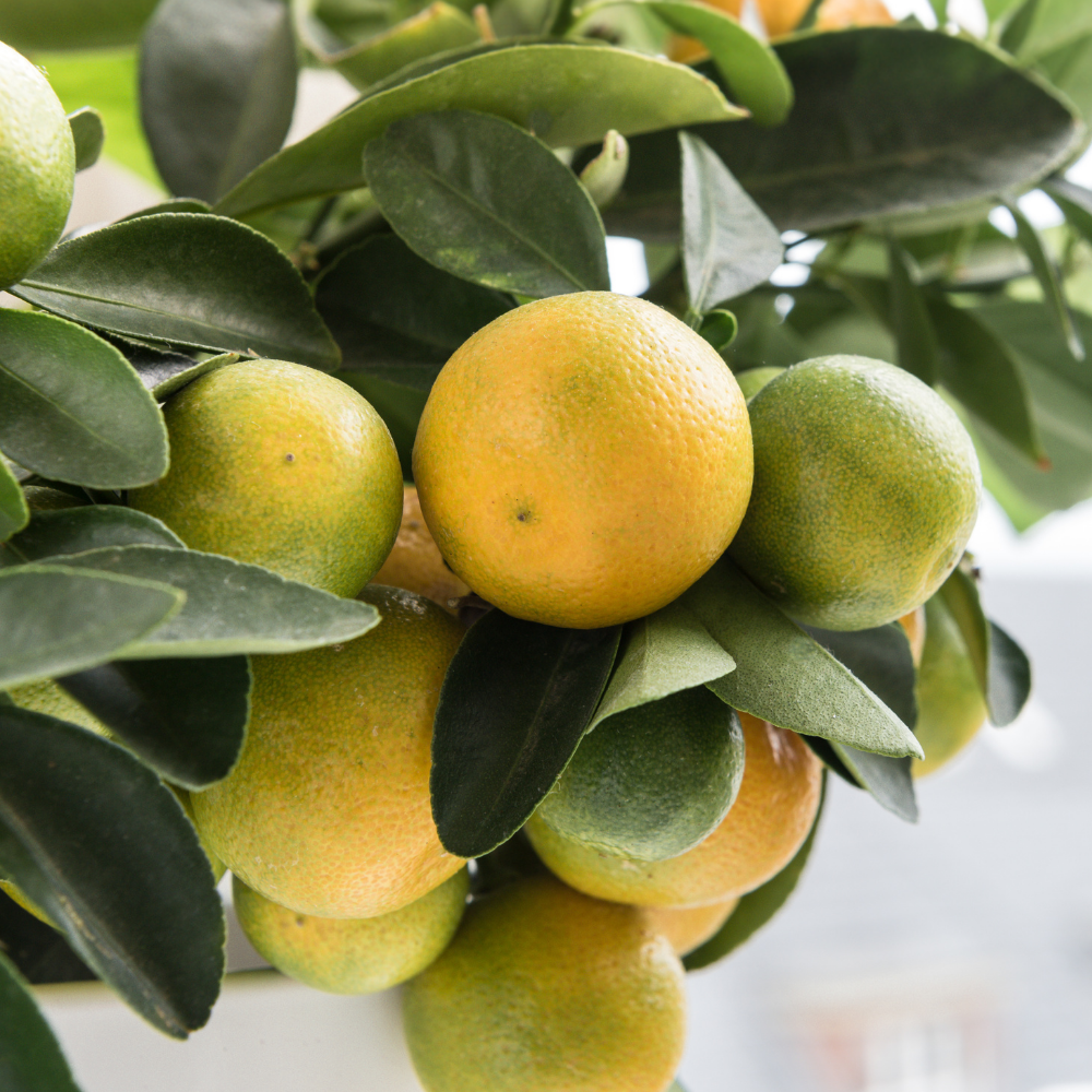 Collection de calamondins, arbres fruitiers robustes prêts à offrir des petits agrumes parfumés et uniques.