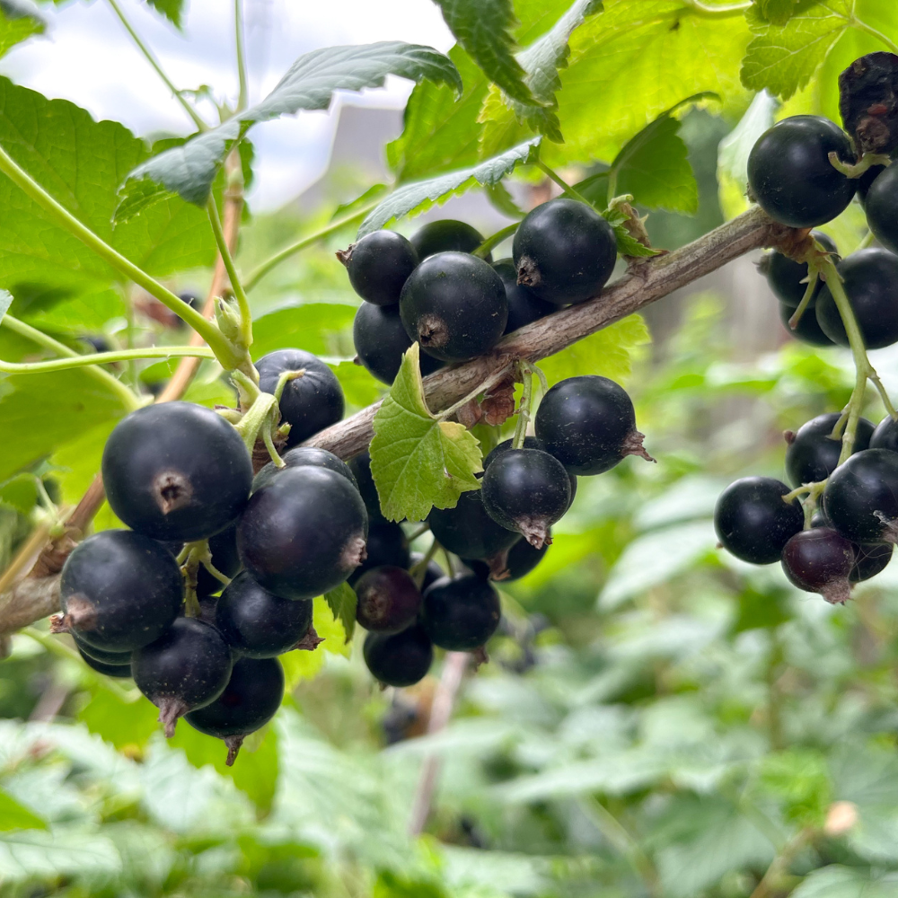 Collection de cassissiers, arbustes fruitiers robustes prêts à offrir des baies acidulées et riches en vitamines