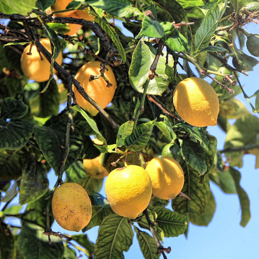 Collection de citronniers, arbres fruitiers méditerranéens prêts à produire des citrons parfumés