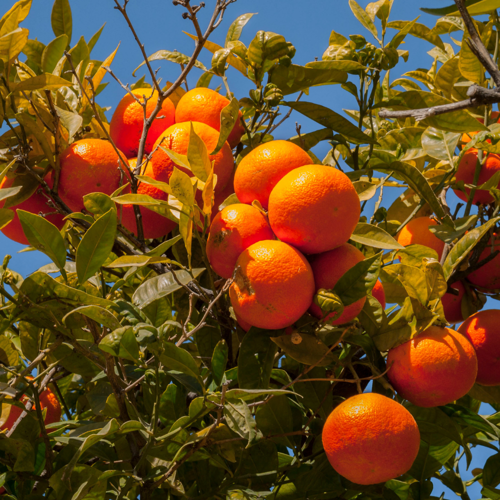 Collection de clémentiniers, arbres fruitiers robustes prêts à offrir des clémentines juteuses et parfumées