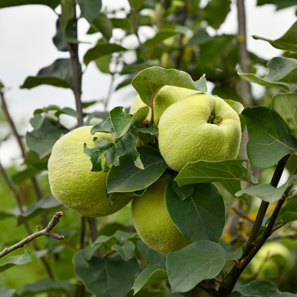 Collection de cognassiers, arbres fruitiers robustes prêts à offrir des coings parfumés et uniques