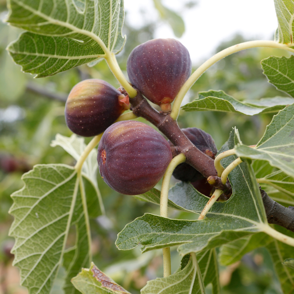 Collection de figuiers, arbres fruitiers méditerranéens pour des figues riches et sucrées