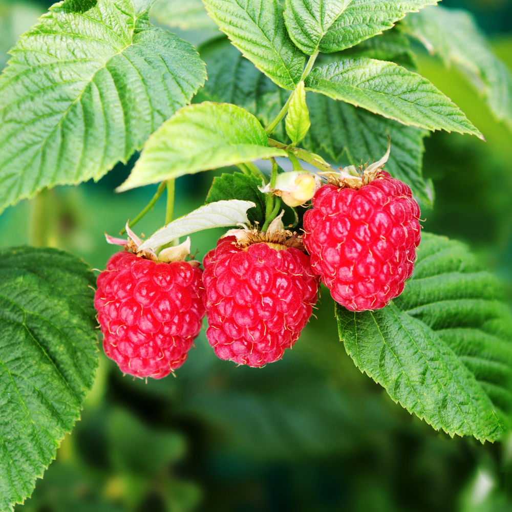 Collection de framboisiers, arbustes fruitiers robustes pour des framboises sucrées et juteuses