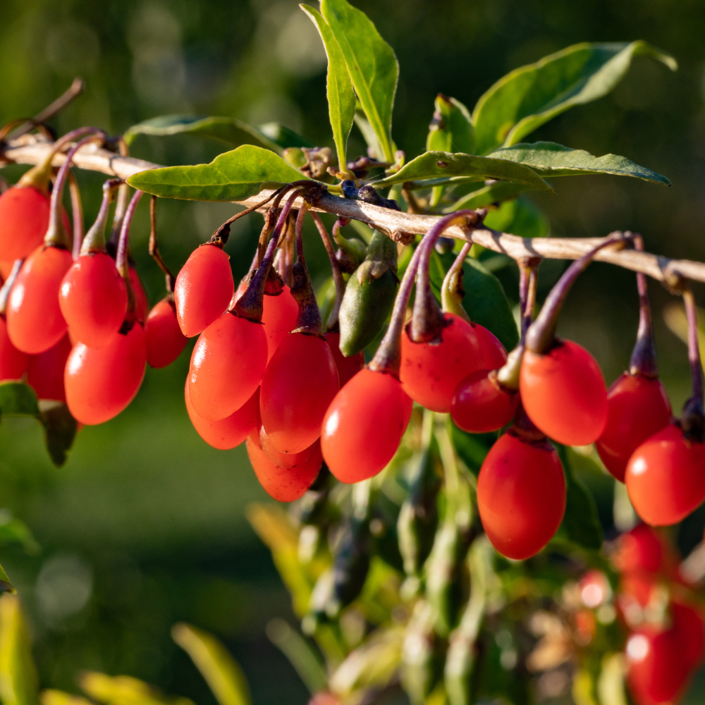 Collection de gojis, arbustes fruitiers robustes prêts à produire des superfruits nutritifs