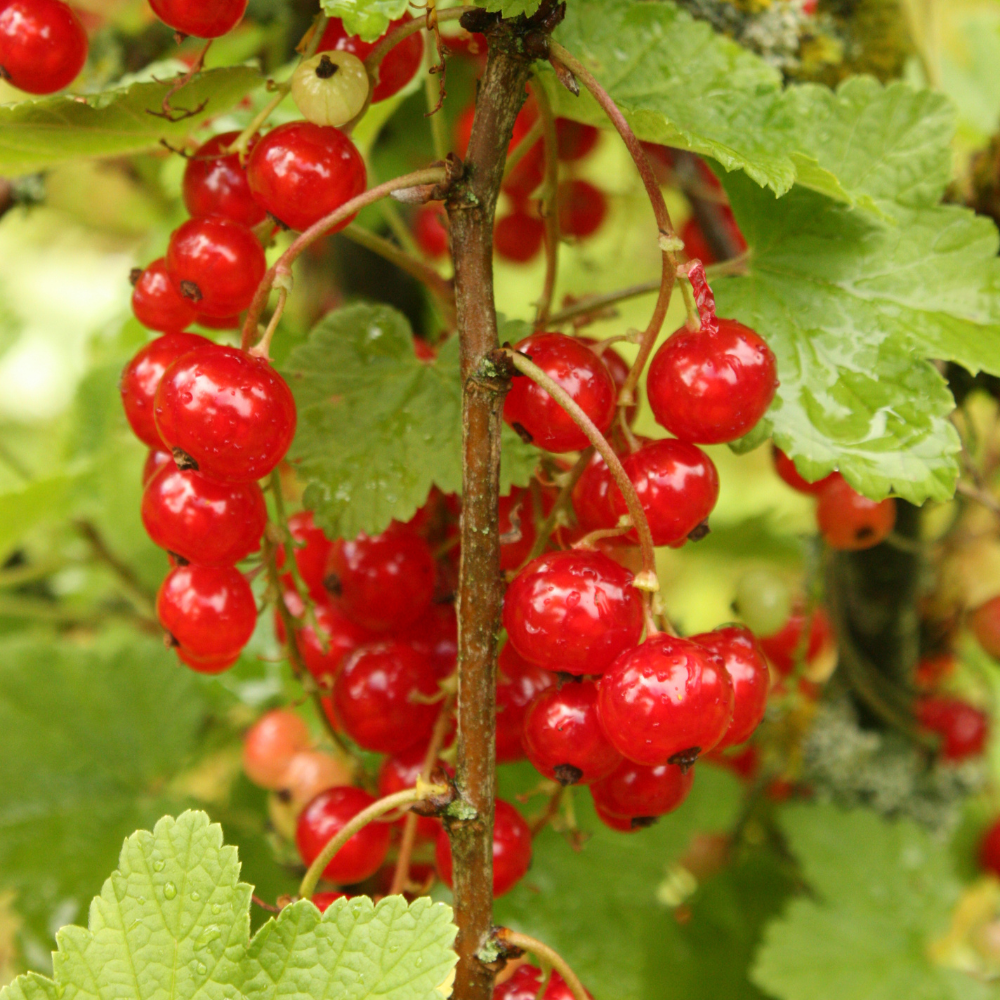 Collection de groseilliers, arbustes fruitiers prêts à offrir des baies acidulées et savoureuses