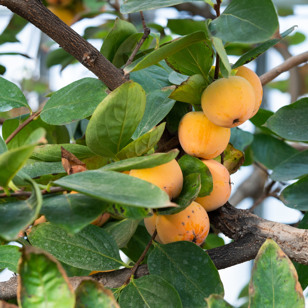 Collection de kakis, arbres fruitiers robustes pour des fruits sucrés et riches en saveurs