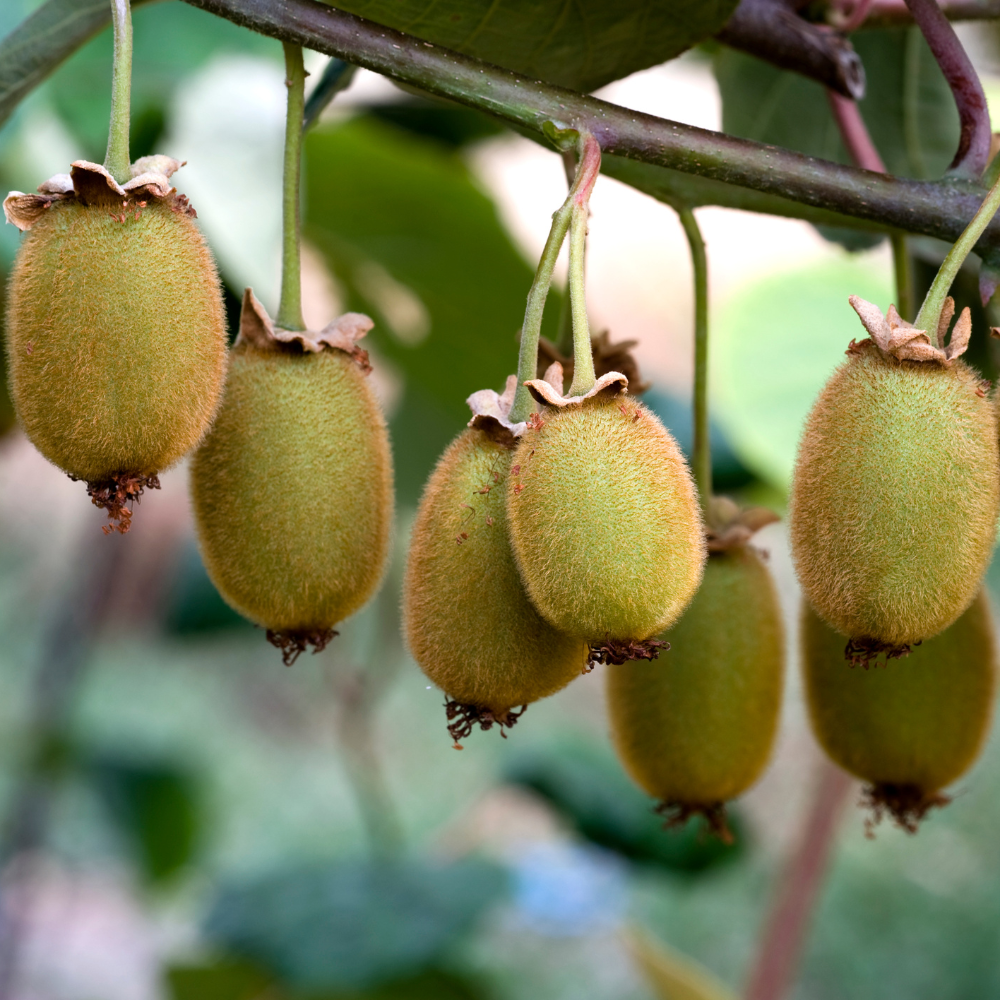 kiwis