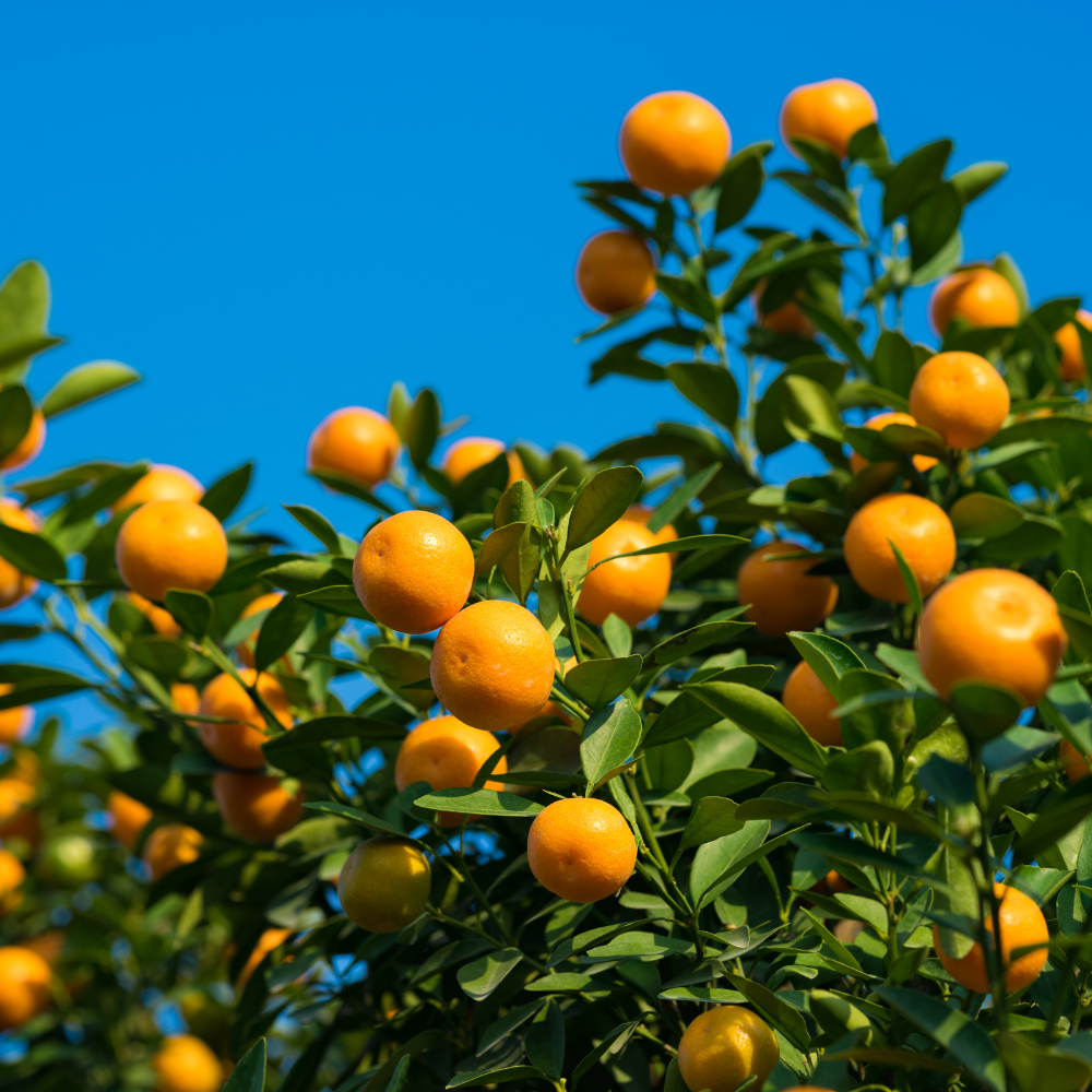 Collection de kumquats, arbustes fruitiers robustes prêts à produire des fruits acidulés et sucrés