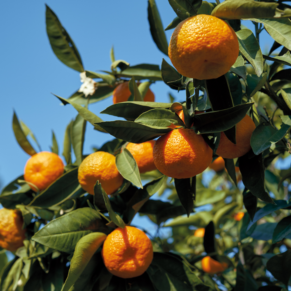 Collection de mandariniers, arbres fruitiers robustes prêts à produire des mandarines sucrées et juteuses