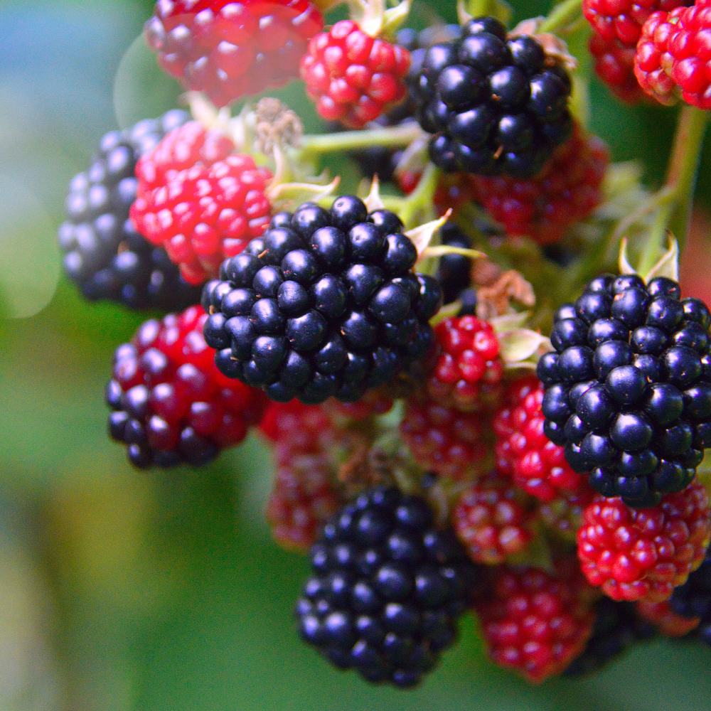 Collection de mûriers, arbustes fruitiers résistants prêts à offrir des mûres savoureuses