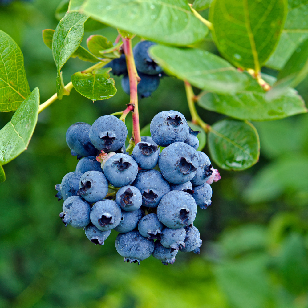 Collection de myrtilliers, arbustes fruitiers robustes prêts à produire des baies nutritives