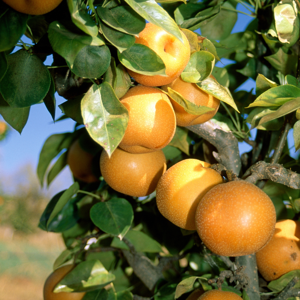 Collection de nashiers, poiriers asiatiques robustes pour des fruits croquants et parfumés