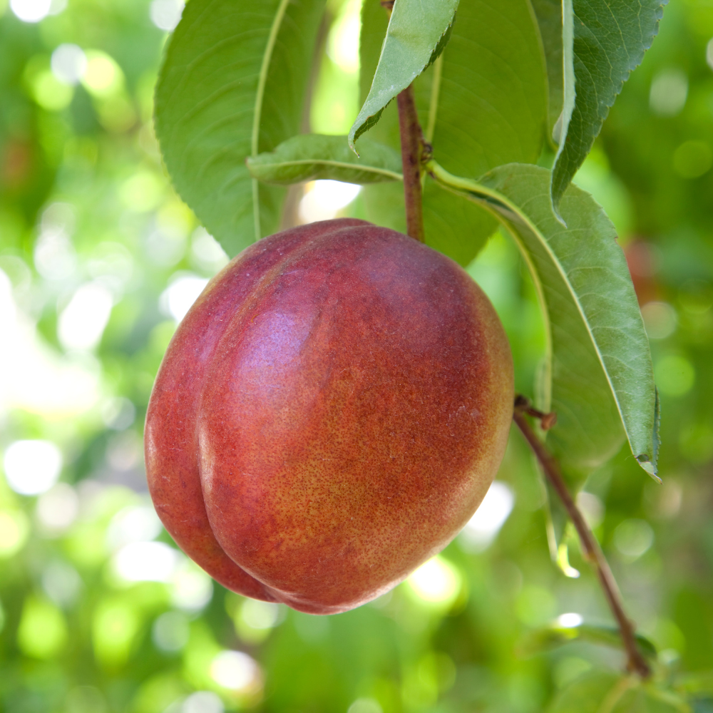 Découvrez notre sélection de nectariniers vigoureux et productifs. Achetez en ligne pour des nectarines sucrées et juteuses chez vous. Commandez dès maintenant !