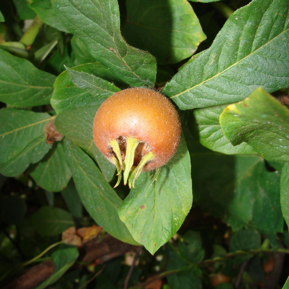 Collection de néfliers, arbres fruitiers robustes prêts à produire des fruits sucrés et rares