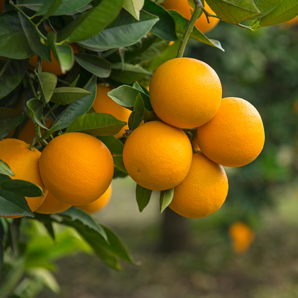 Collection d'orangers, arbres fruitiers robustes prêts à produire des oranges savoureuses et rafraîchissantes