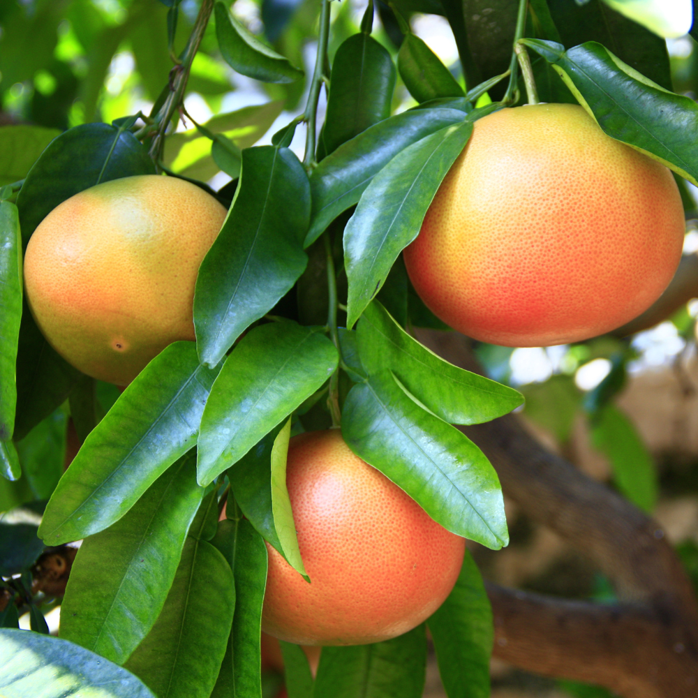 Collection de pamplemoussiers, arbres fruitiers robustes pour des pamplemousses acidulés