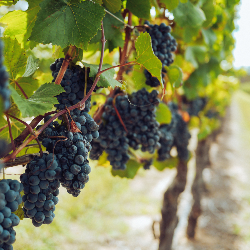 Collection de vignes, plantes grimpantes robustes pour des raisins sucrés et savoureux