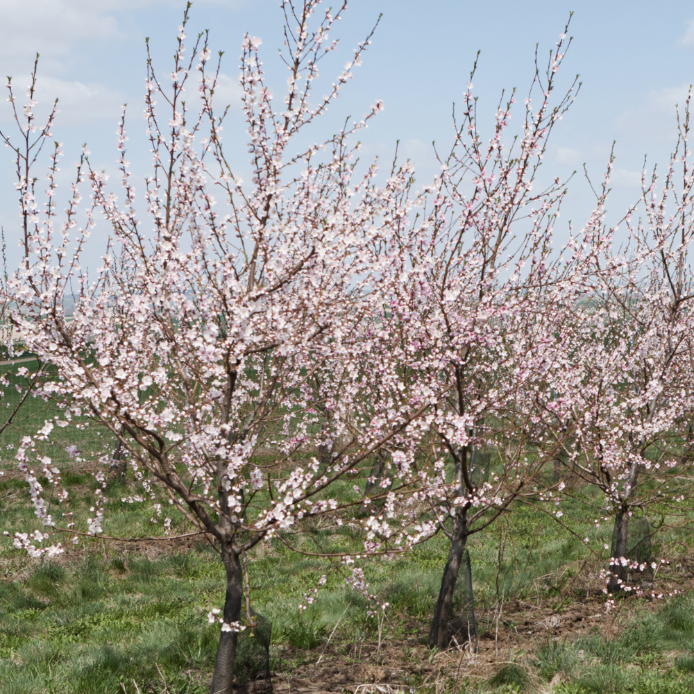 Abricotier Bergeron en pleine floraison au printemps