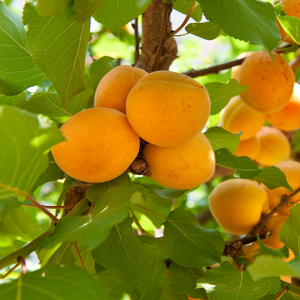  Abricots Bulida mûrs sur un arbre dans un verger