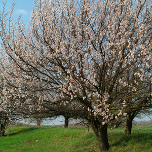 Abricotier Bulida en floraison printanière