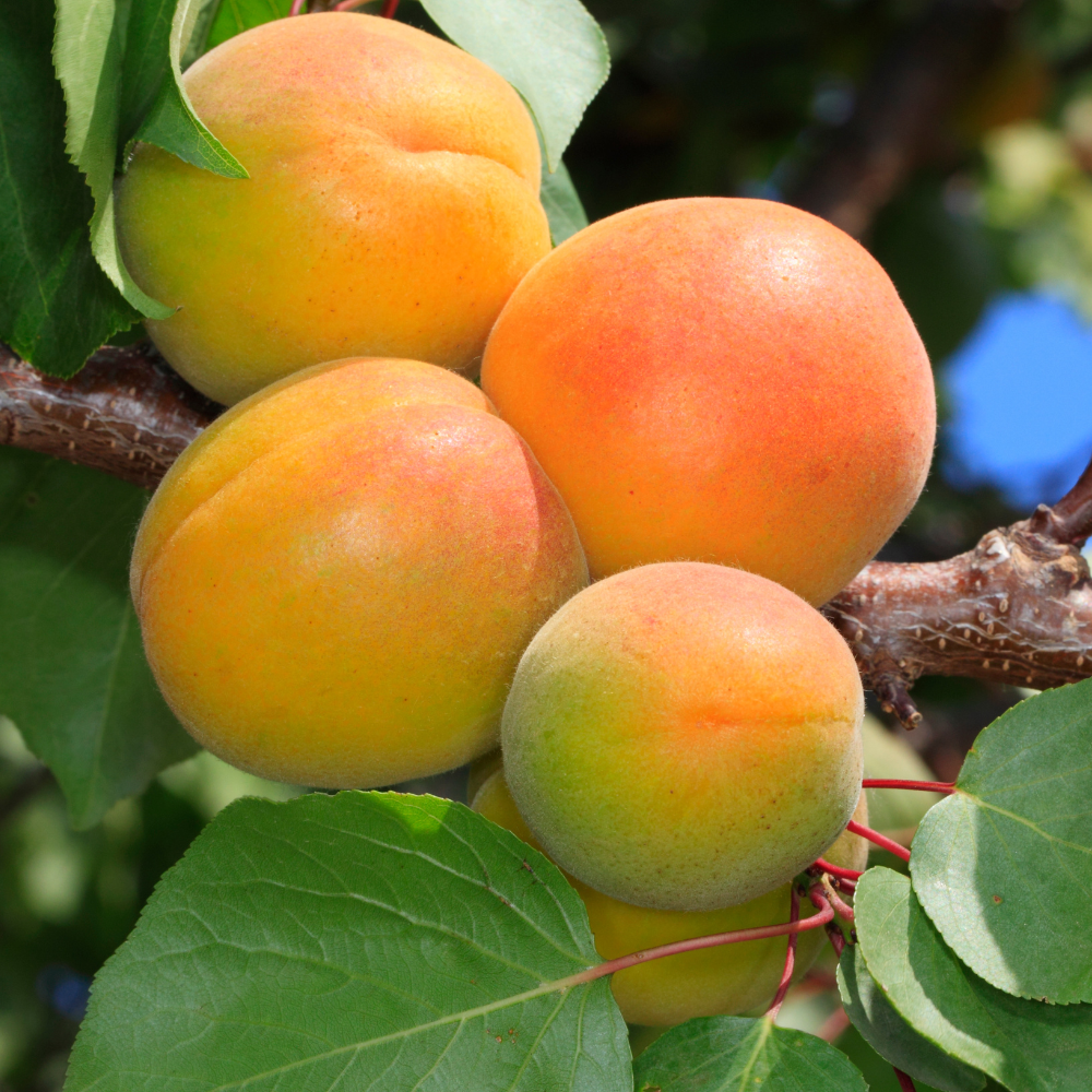 Abricots Luizet mûrs sur un arbre dans un verger