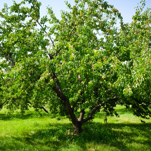 Abricotier Luizet en plein verger ensoleillé