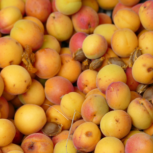 Récolte abondante d'abricots Luizet frais