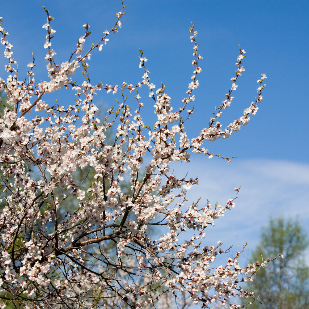 Abricotier Luizet en fleur au printemps