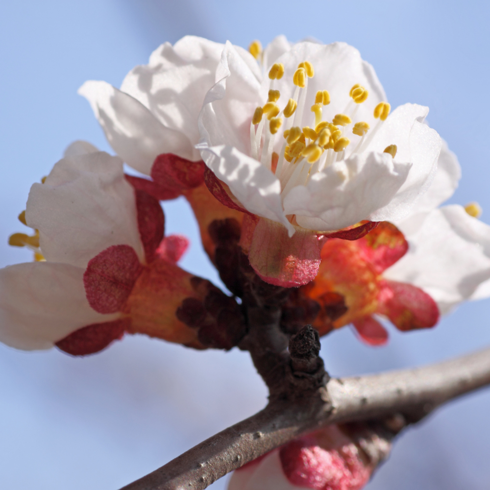 Abricotier Luizet en fleur 