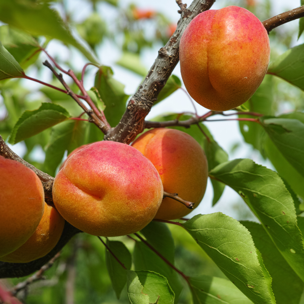 Abricots Pêche de Nancy mûrs sur un arbre dans un verger