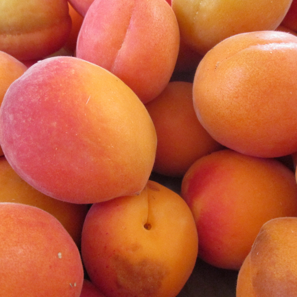 Récolte abondante d'abricots Pêche de Nancy frais