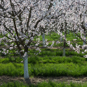 Abricotier Pêche de Nancy en fleur au printemps