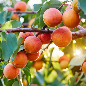 Abricots Polonais mûrs sur un arbre dans un verger