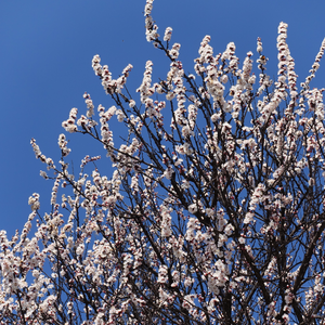 Abricotier Polonais en fleur au printemps