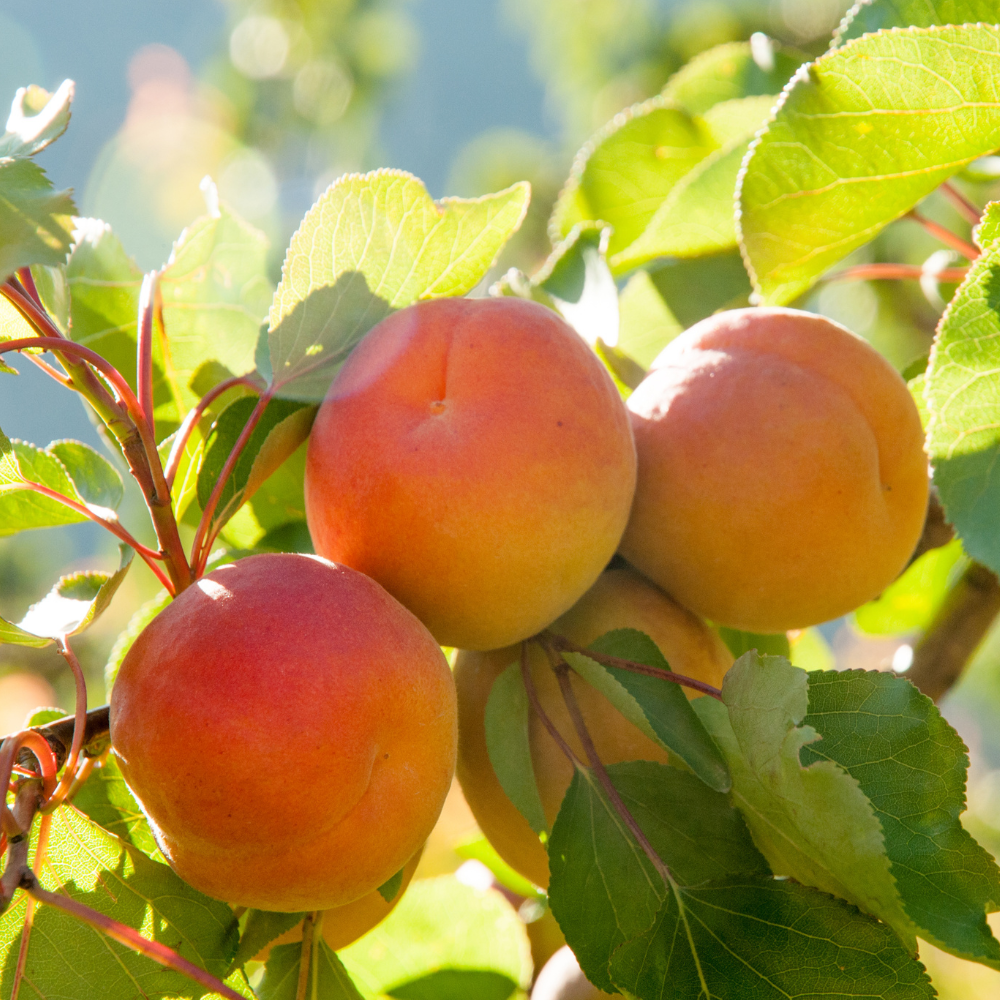 Abricots Précoce de Saumur mûrs sur un arbre dans un verger