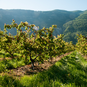 Abricotier Précoce de Saumur en plein verger ensoleillé