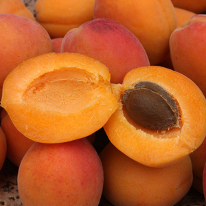 Récolte abondante et chair juteuse d'abricots Précoce de Saumur frais