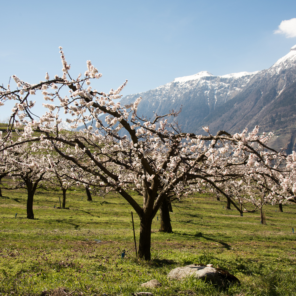 Abricotier Précoce de Saumur en fleur au printemps